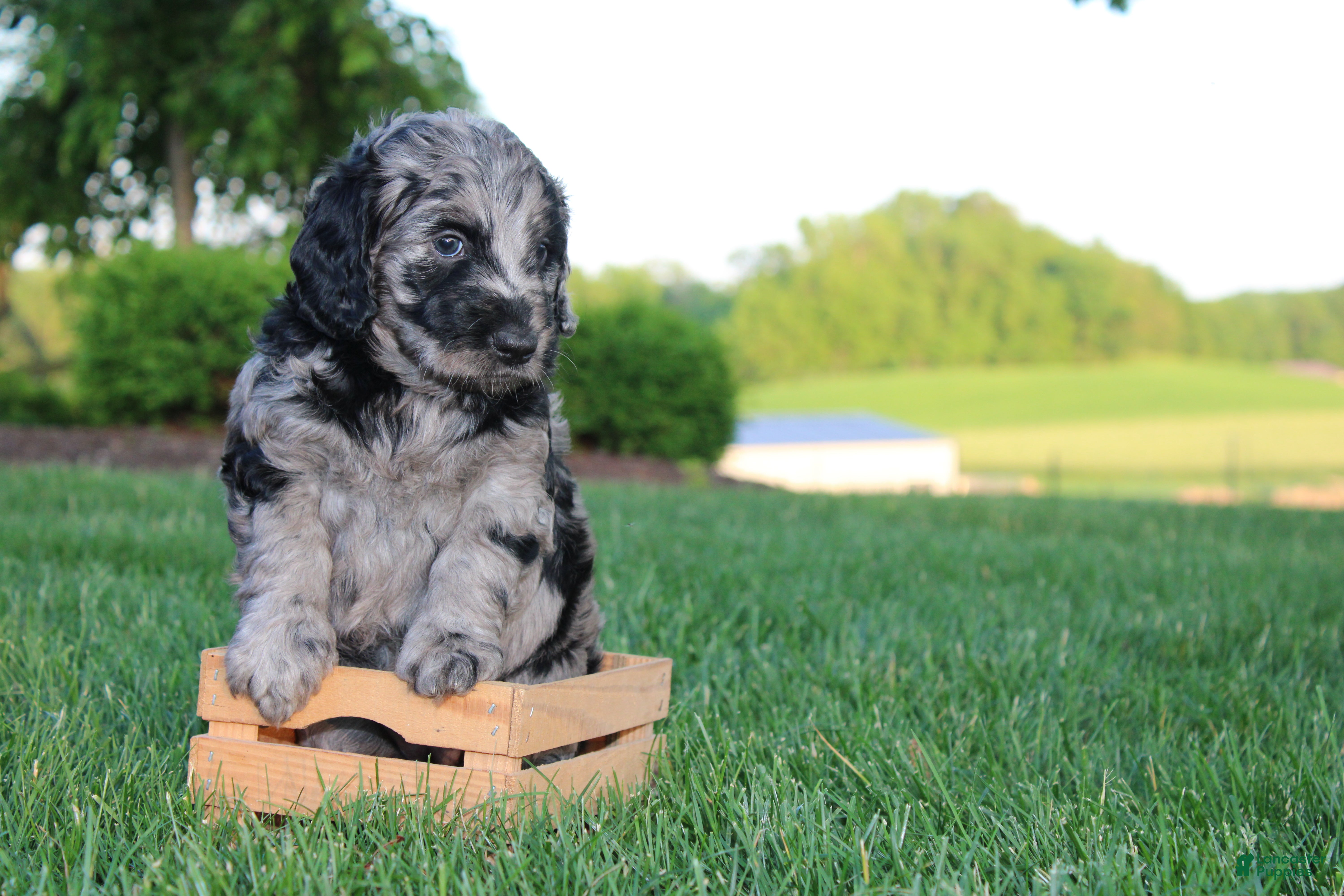 Mini Goldendoodle dogs Kay - Ad 2