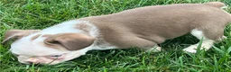 French Bulldog dogs for sale: French Bulldog 2 - Ad 3