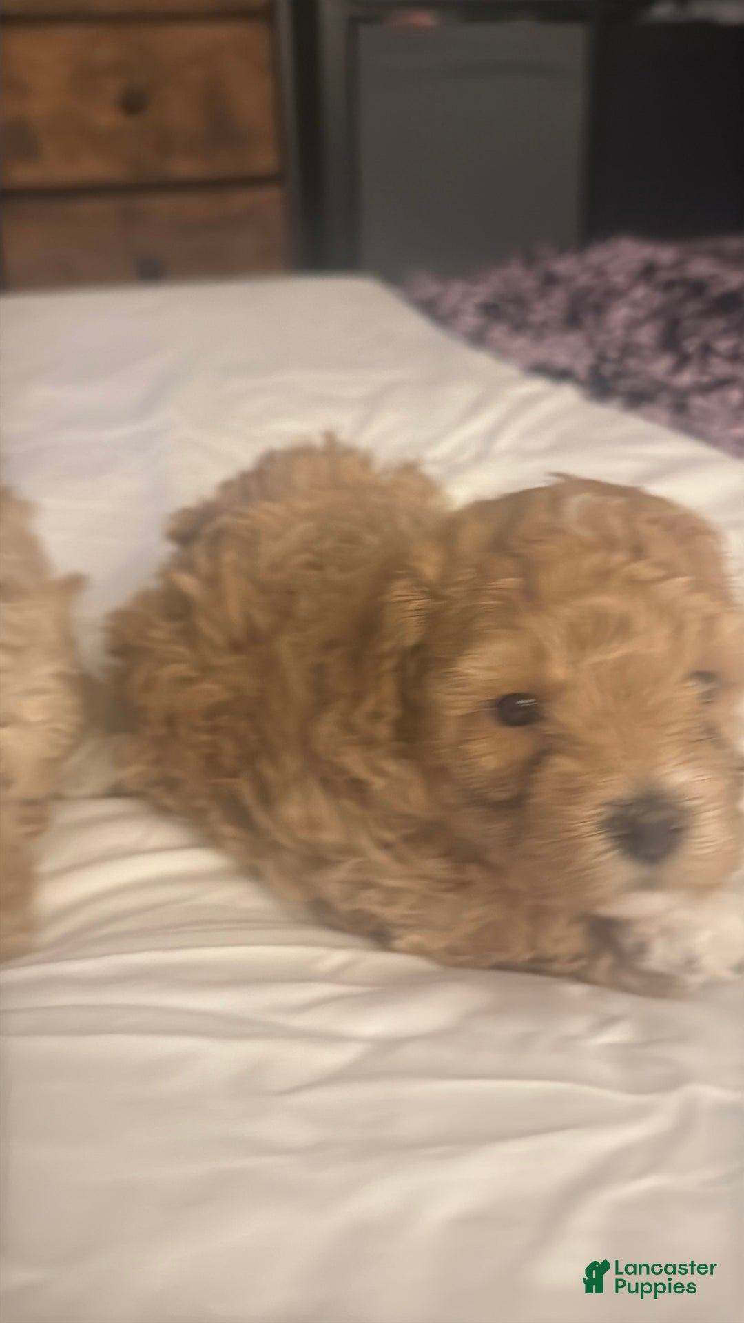 Maltipoo dogs for sale: Maltipoo Puppy 1 - Ad 7