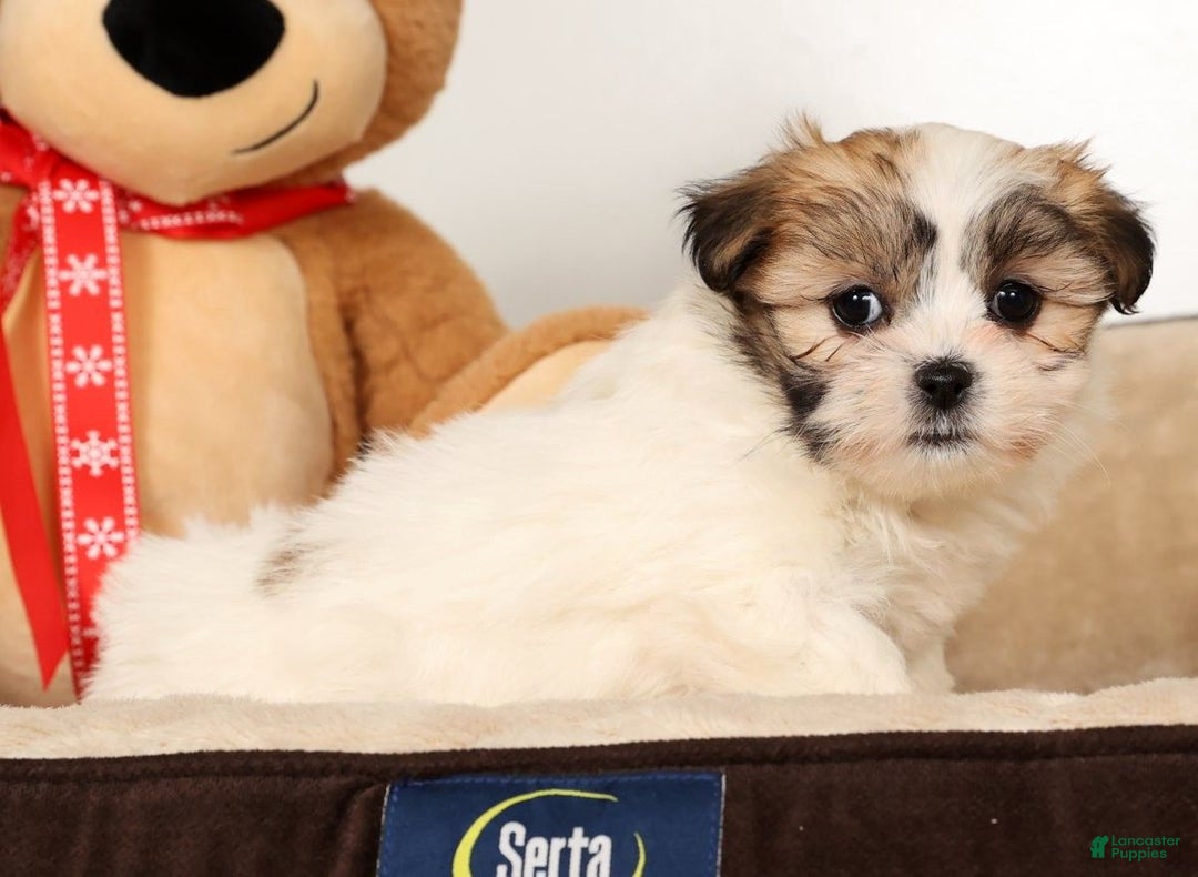 Malshi dogs for sale: Nala - Ad 5