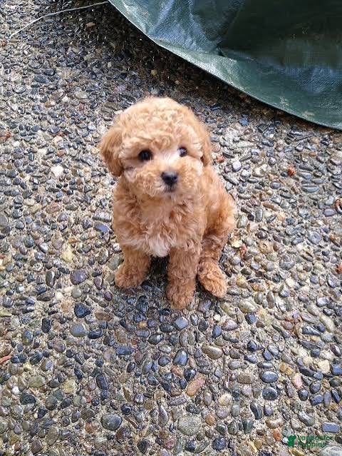 Toy Poodle dogs Allen - Ad 38