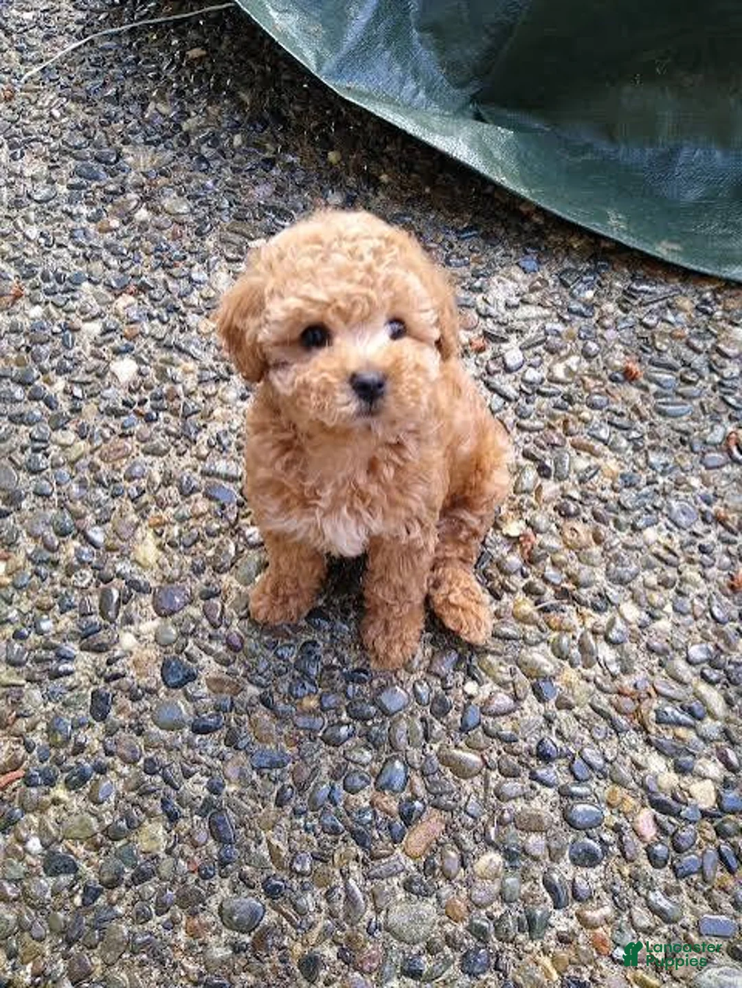 Toy Poodle dogs for sale: Allen - Ad 1