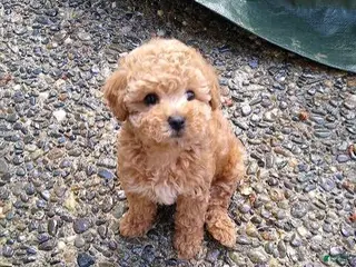 Toy Poodle dogs Allen - Ad 38