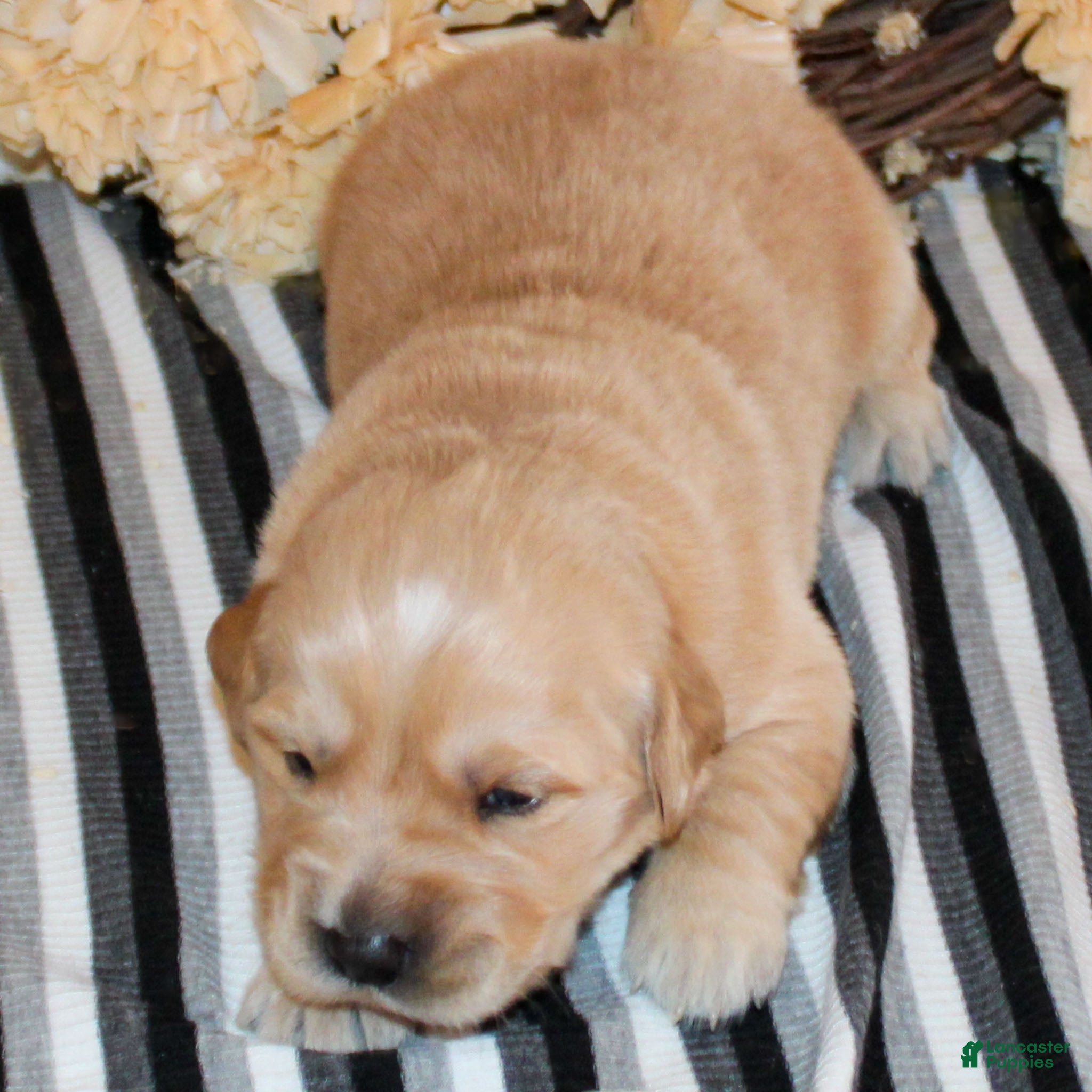 Golden Retriever dogs Bobby Golden Retriever Puppy  - Ad 36