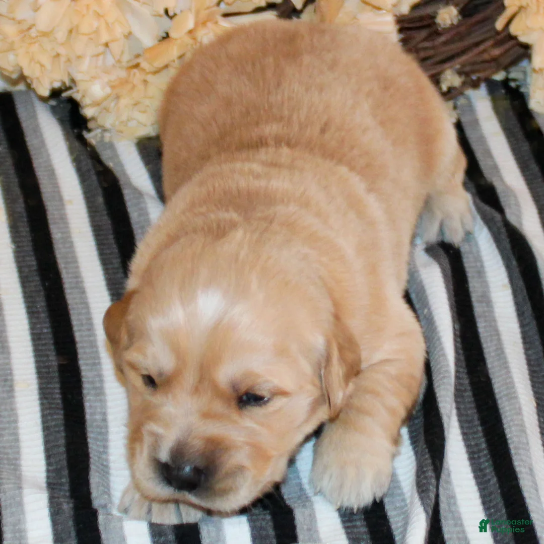 Golden Retriever dogs for sale: Bobby Golden Retriever Puppy  - Ad 1