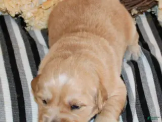 Golden Retriever dogs Bobby Golden Retriever Puppy - Ad 36