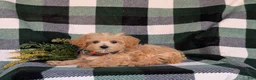 Maltipoo dogs for sale: Clifton 8 lbs Full Grown - Ad 8
