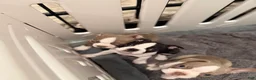 Boston Terrier dogs for sale: Tony Hawk  - Ad 4