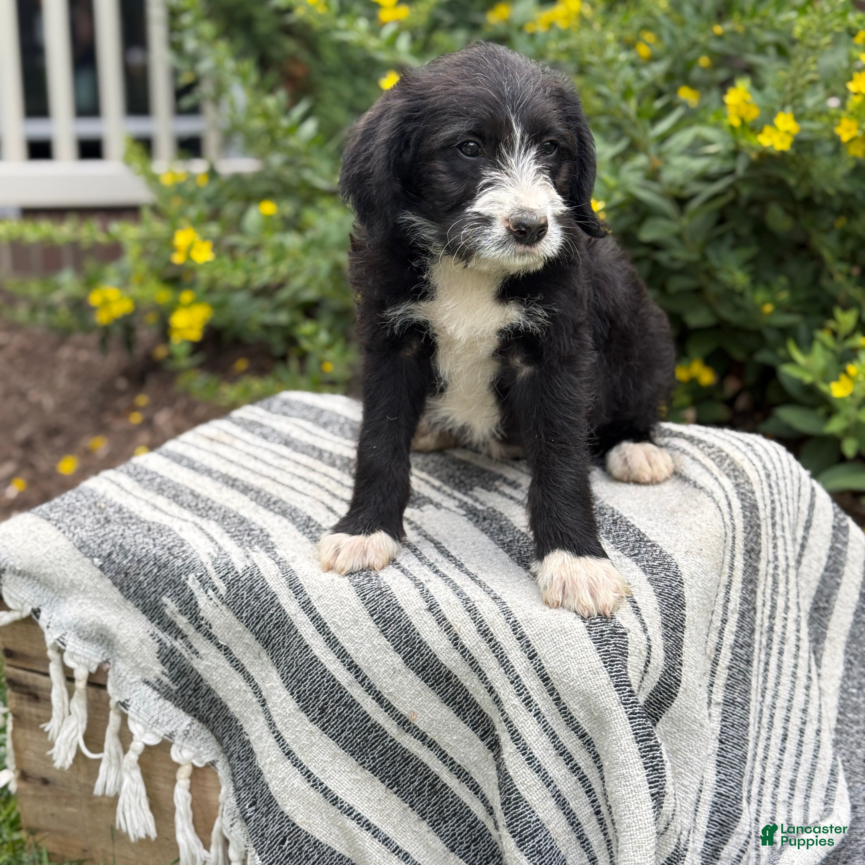 Mixed Breed dogs Gertie - Ad 2