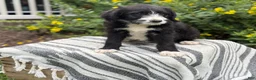 Mixed Breed dogs for sale: Gertie - Ad 2