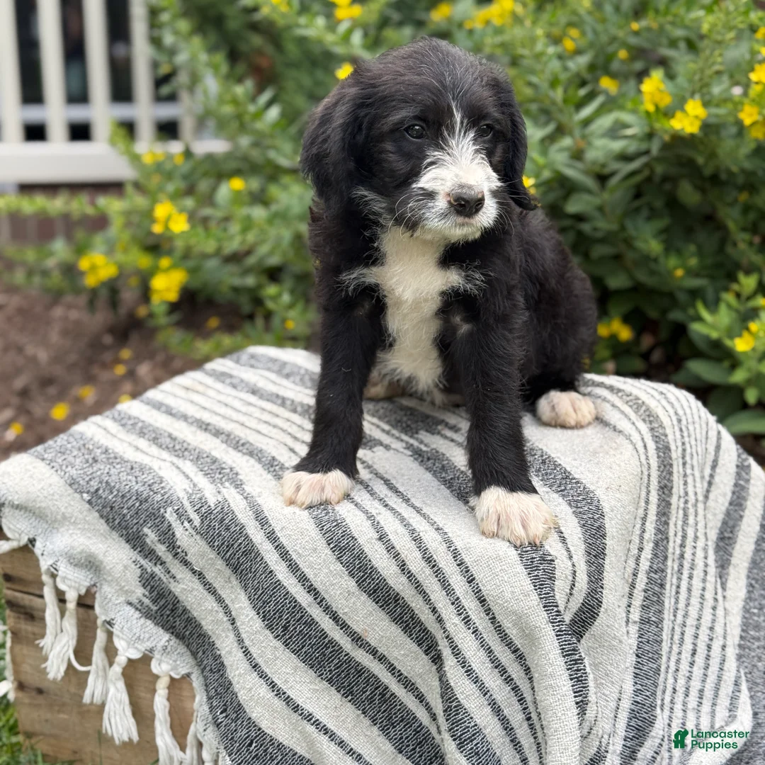 Mixed Breed dogs for sale: Gertie - Ad 2