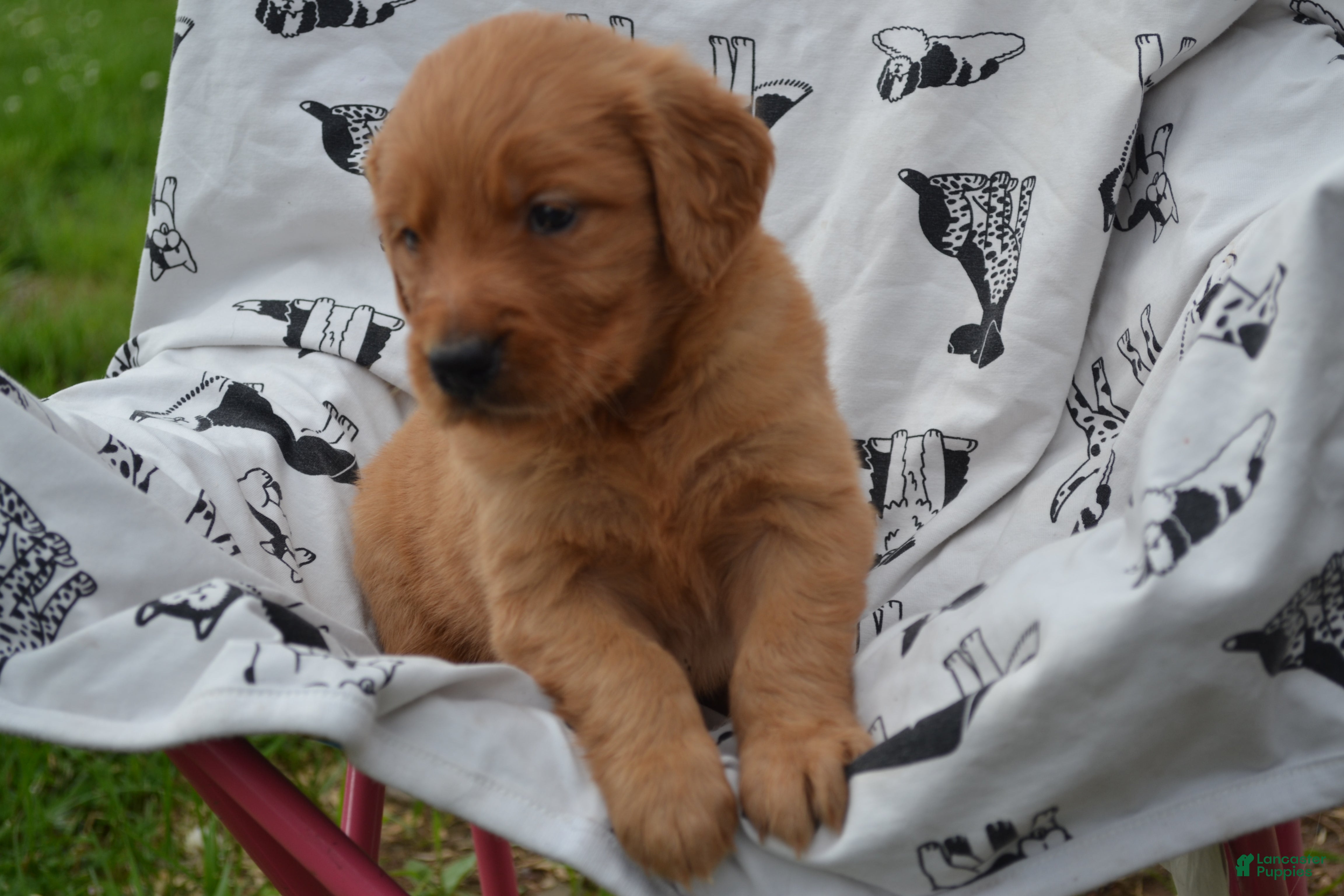 Golden Retriever dogs Ginger - Ad 25