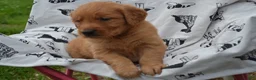 Golden Retriever dogs for sale: Ginger - Ad 1