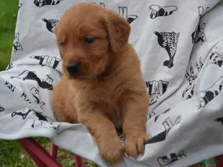 Golden Retriever dogs Ginger - Ad 25