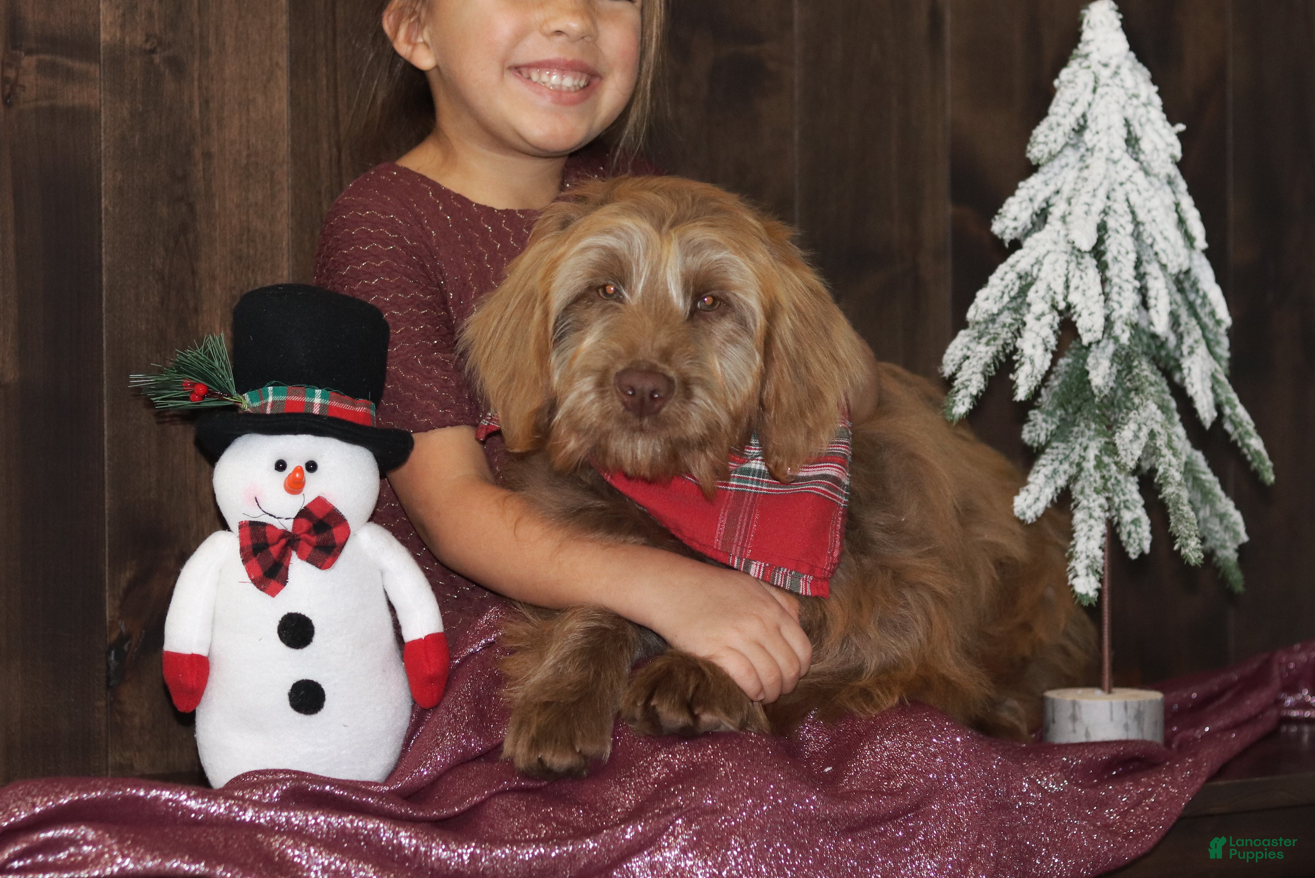 Mini Goldendoodle dogs Mini Goldendoodle Puppy 1 - Ad 32