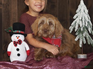 Mini Goldendoodle dogs Mini Goldendoodle Puppy 1 - Ad 31