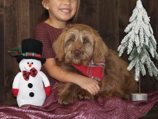 Mini Goldendoodle dogs Mini Goldendoodle Puppy 1 - Ad 42