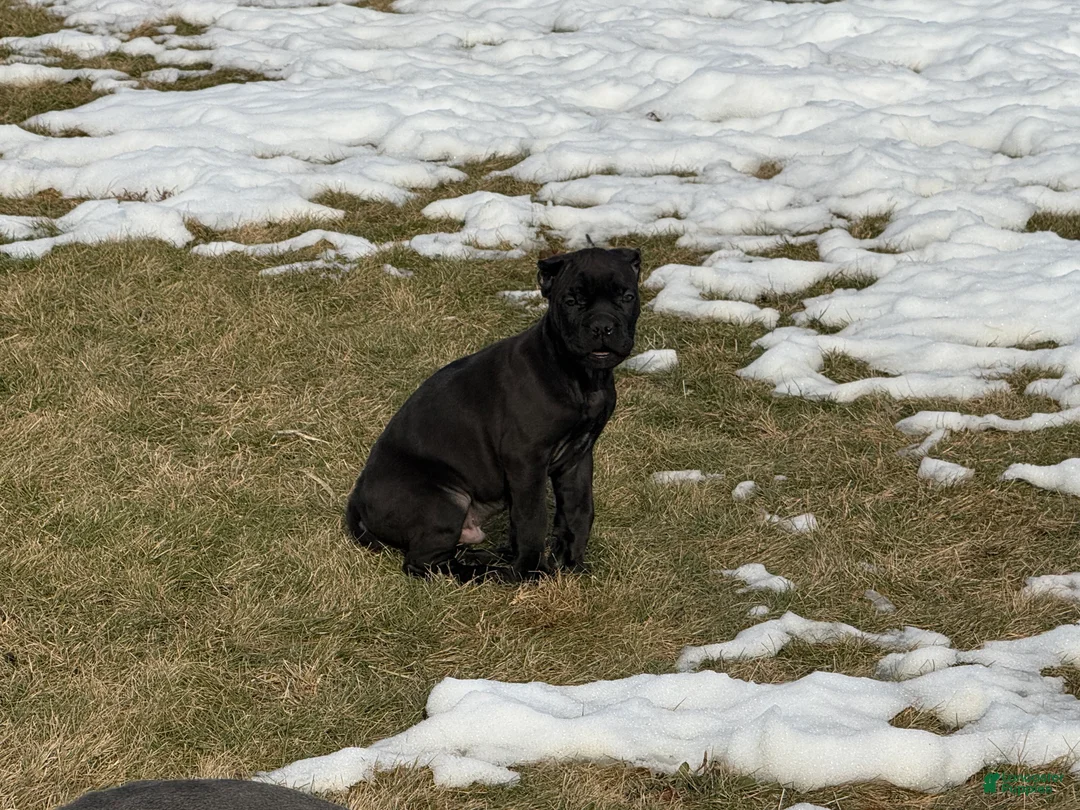 Cane Corso dogs for sale: Cane Corso Puppy 1 - Ad 1