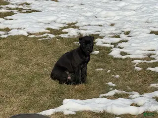 Cane Corso dogs Cane Corso Puppy 1 - Ad 16