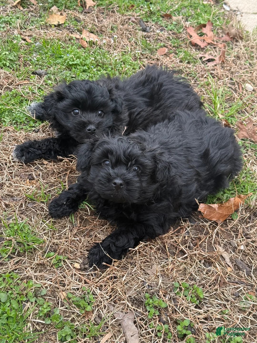 Shih Tzu dogs for sale: Shih Tzu Puppy 1 - Ad 2