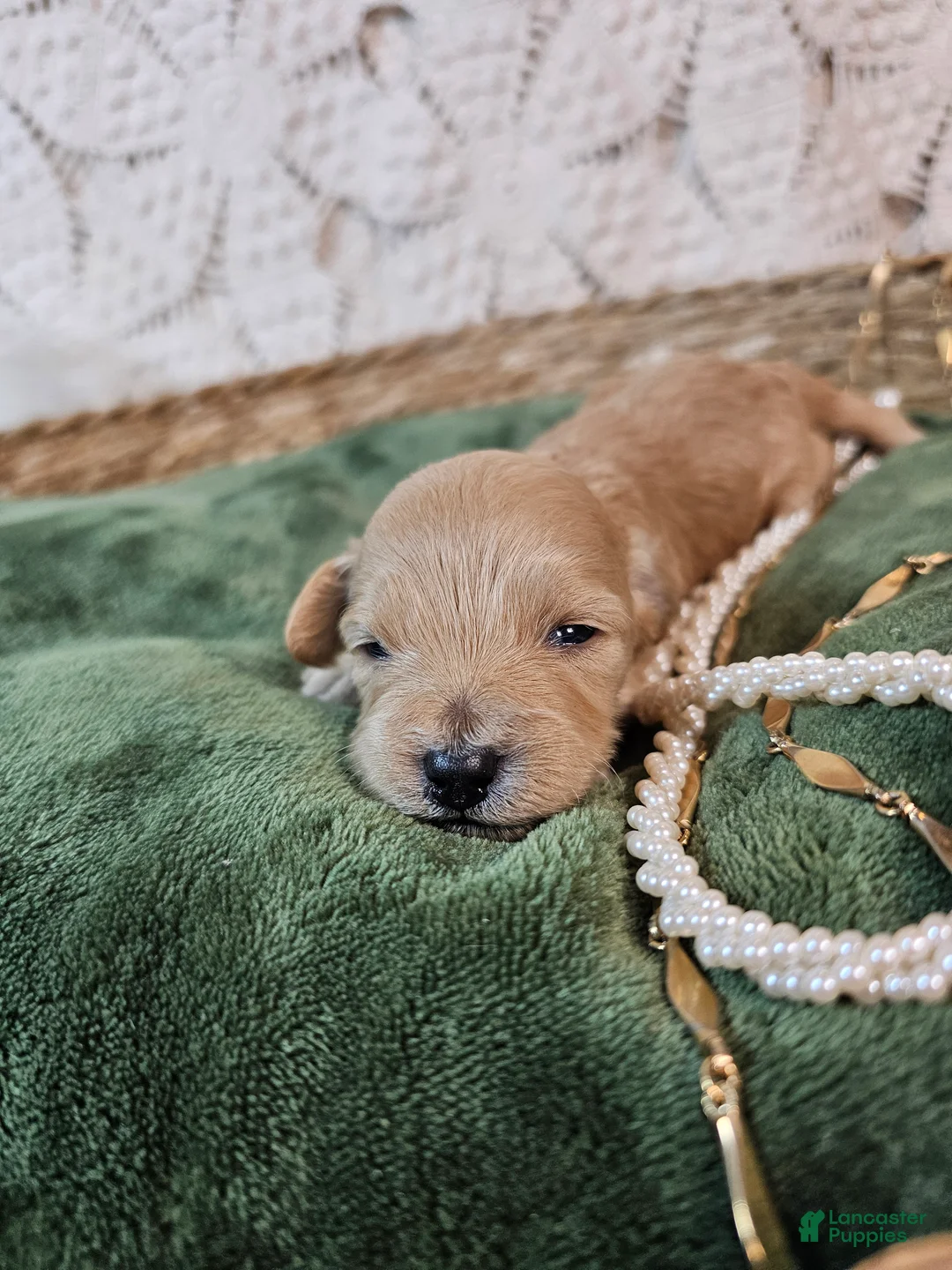 Mini Goldendoodle dogs for sale: Nutmeg - Ad 10