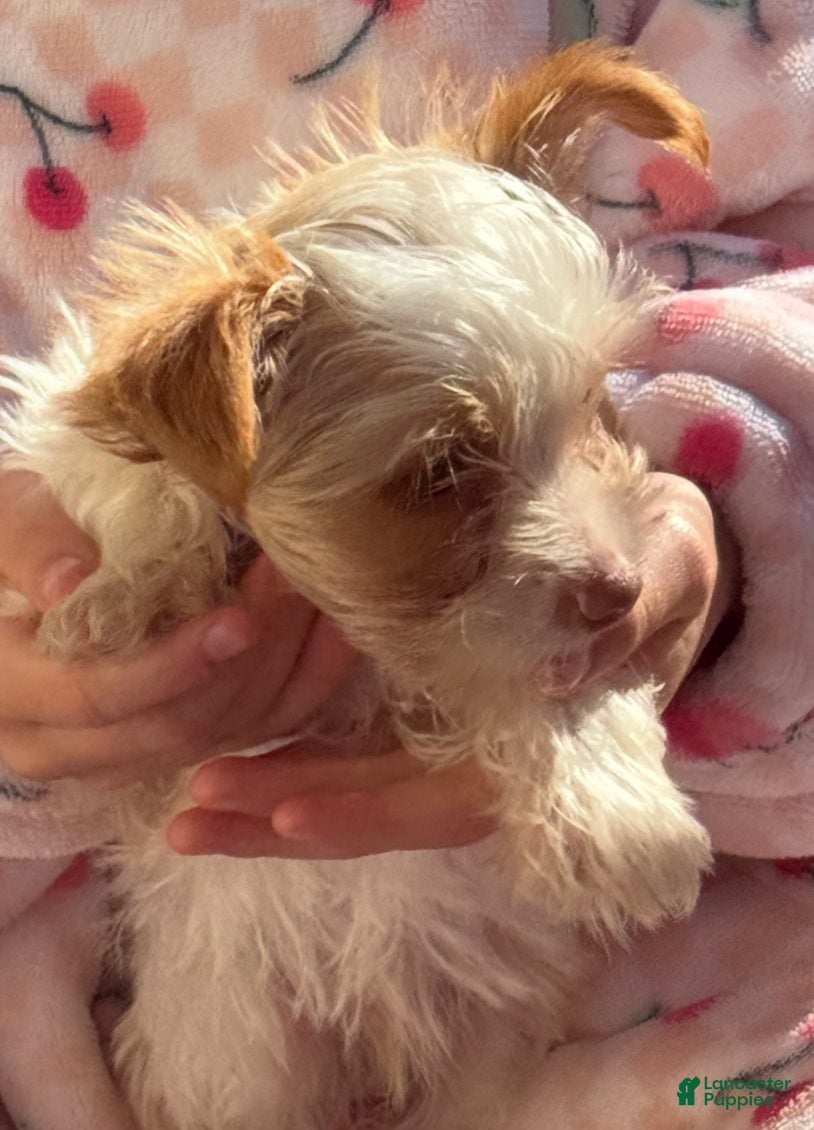 Yorkshire Terrier dogs Boy - Ad 1
