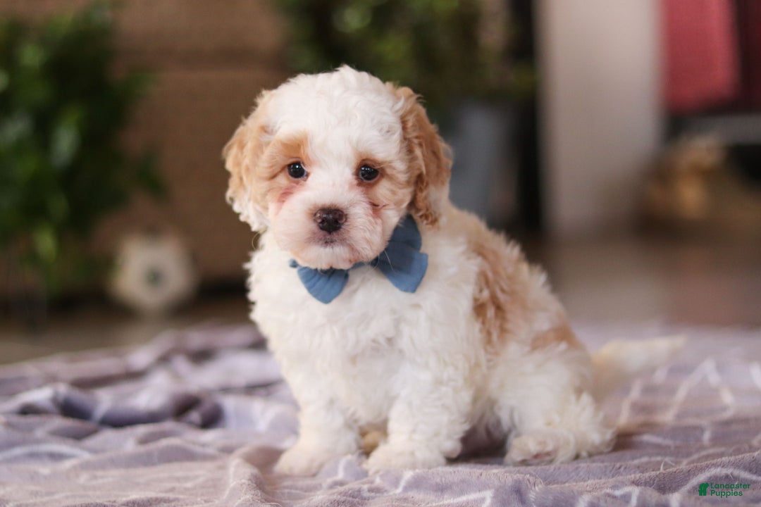 Cavapoo dogs for sale: Loki - Ad 9