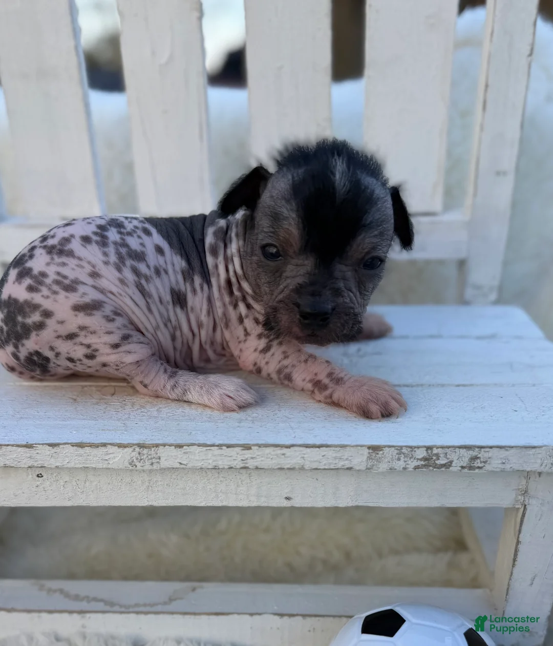 Mixed Breed dogs for sale: Mixed Breed Puppy 3 - Ad 1