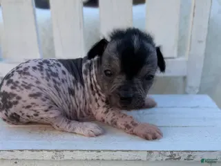 Mixed Breed dogs Mixed Breed Puppy 3 - Ad 20