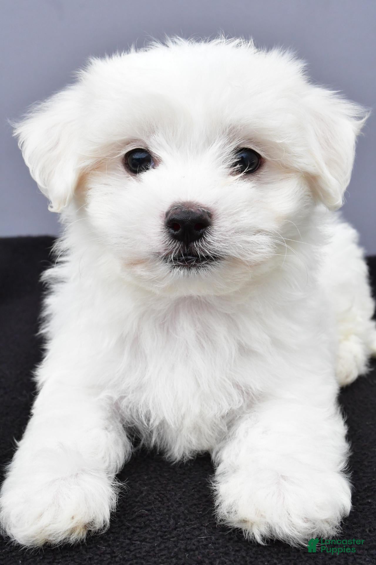 Cooper
