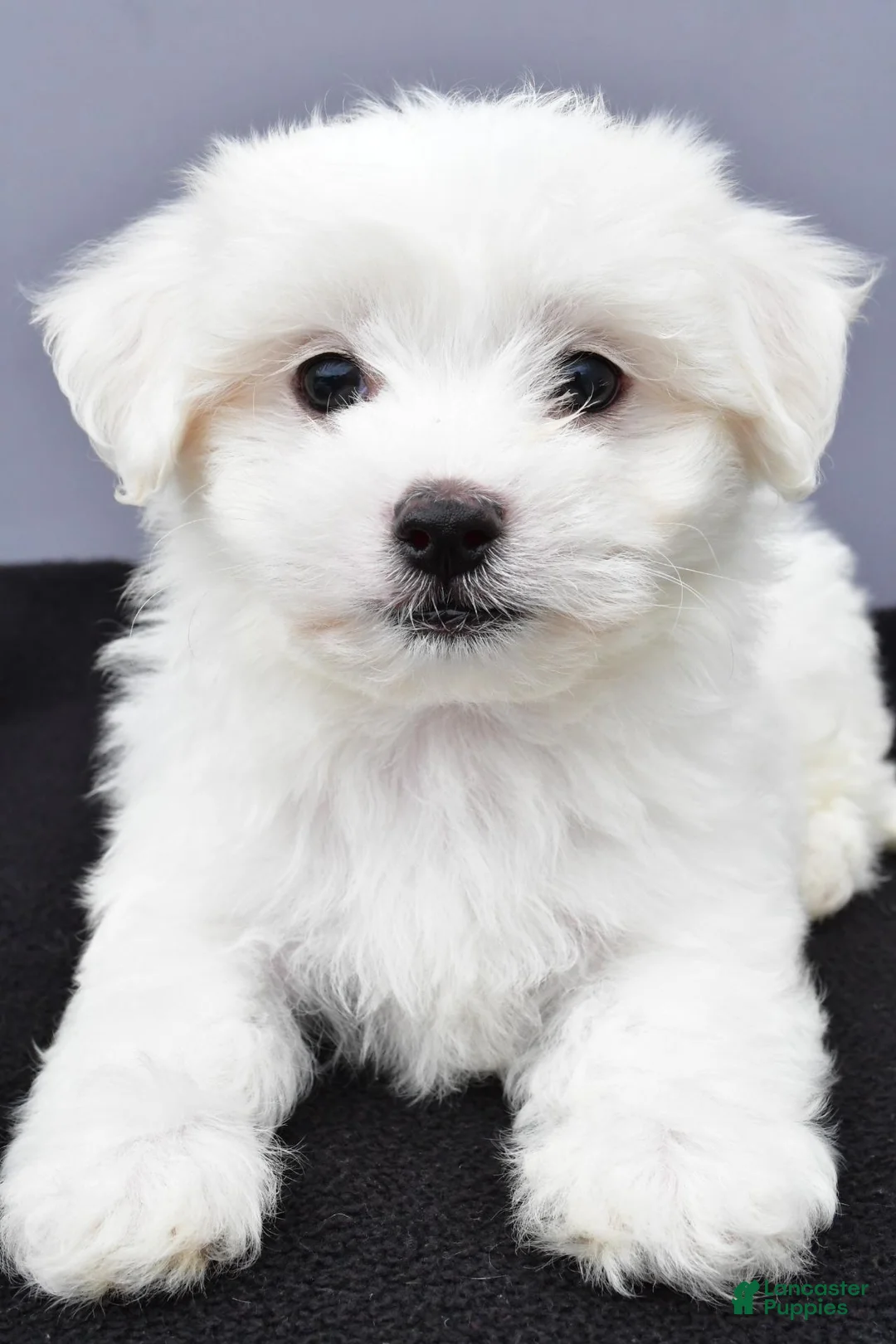 Maltese dogs for sale: Cooper - Ad 1
