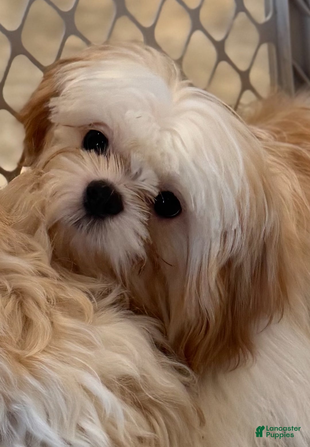 Shih Tzu dogs for sale: Shadow - Ad 3