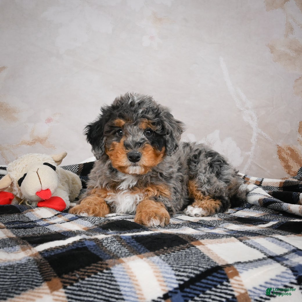 Bernedoodle dogs Murphy - Ad 9