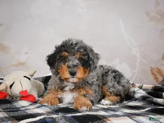 Mini Bernedoodle dogs Murphy - Ad 18