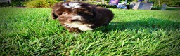 Havapoo dogs for sale: Emma - Ad 10