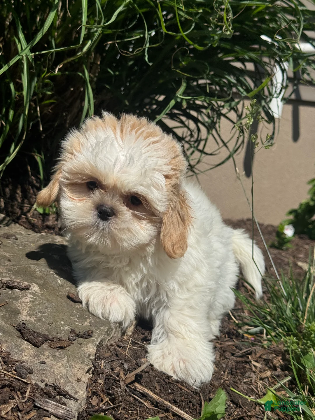 Shih Tzu dogs for sale: Skittles  - Ad 2