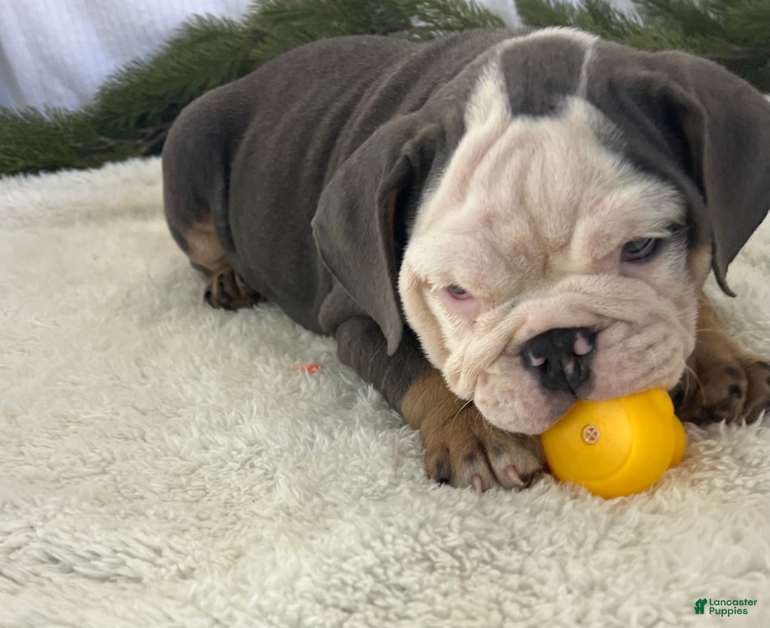 English Bulldog dogs for sale: Lindsay - Ad 7