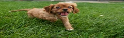 Cavalier King Charles Spaniel dogs for sale: Sierra 🤎🐶 - Ad 7