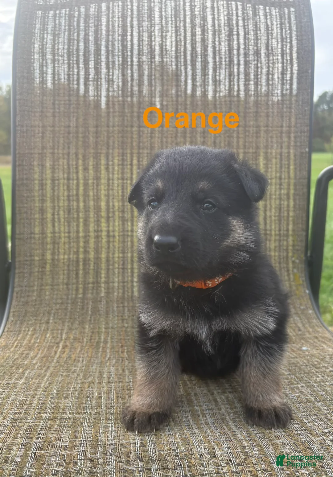 German Shepherd dogs for sale: Orange Collar - Ad 1