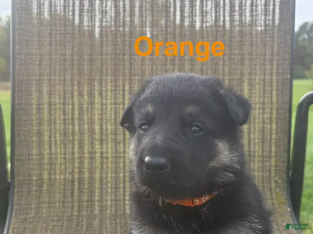 German Shepherd dogs for sale: Orange Collar - Ad 40
