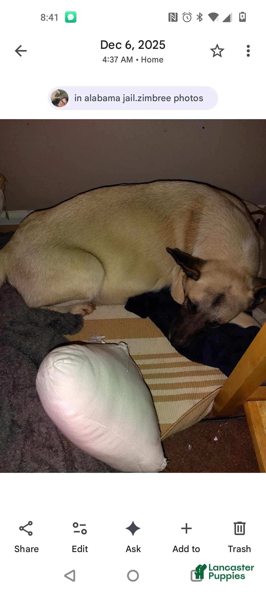 Mixed Breed dogs for sale: Great Pyrenees puppies  - Ad 19