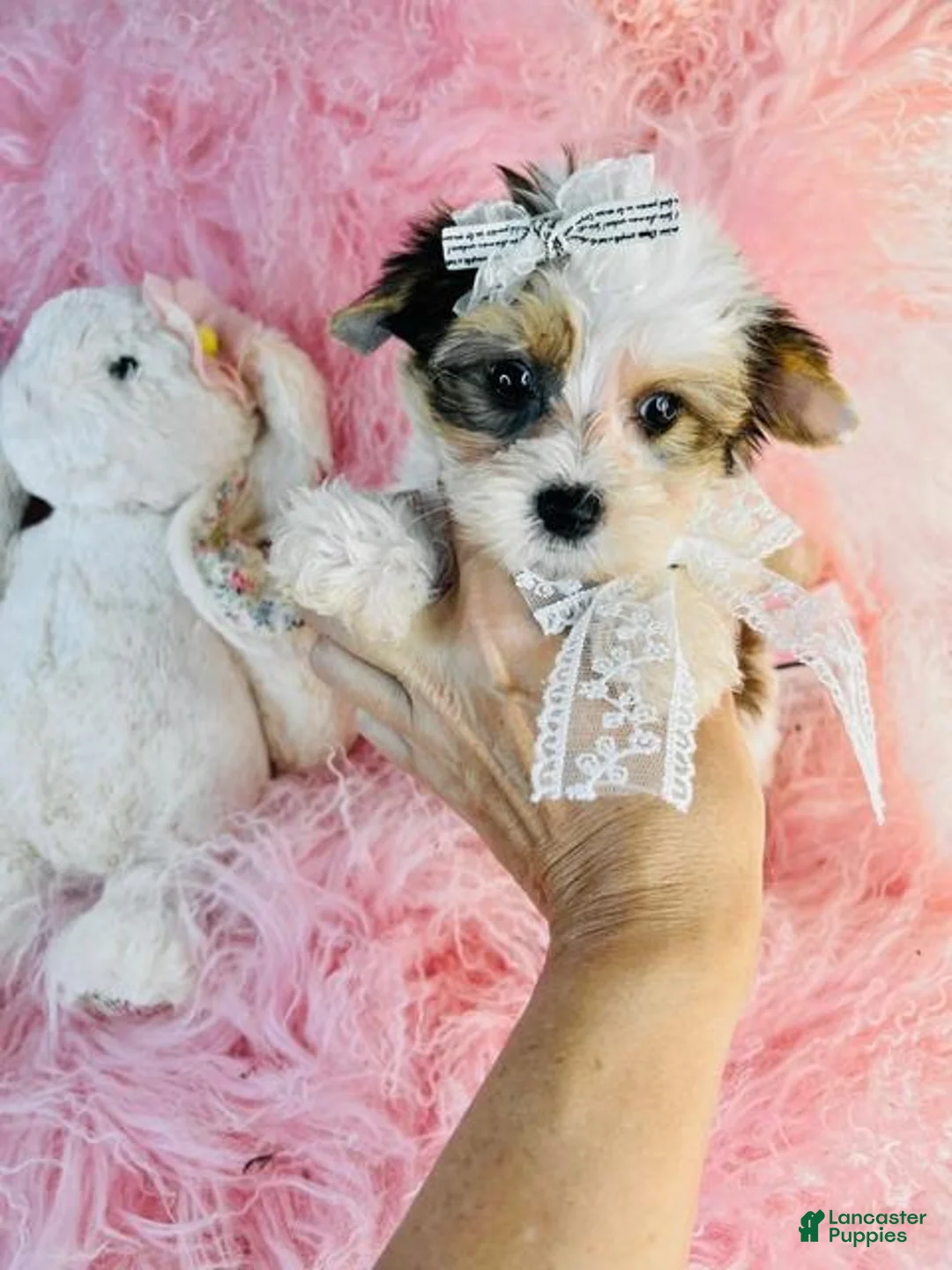 Yorkshire Terrier dogs for sale: Yorkshire Terrier 1 - Ad 2