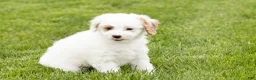 Mini Goldendoodle dogs for sale: Penelope  - Ad 8