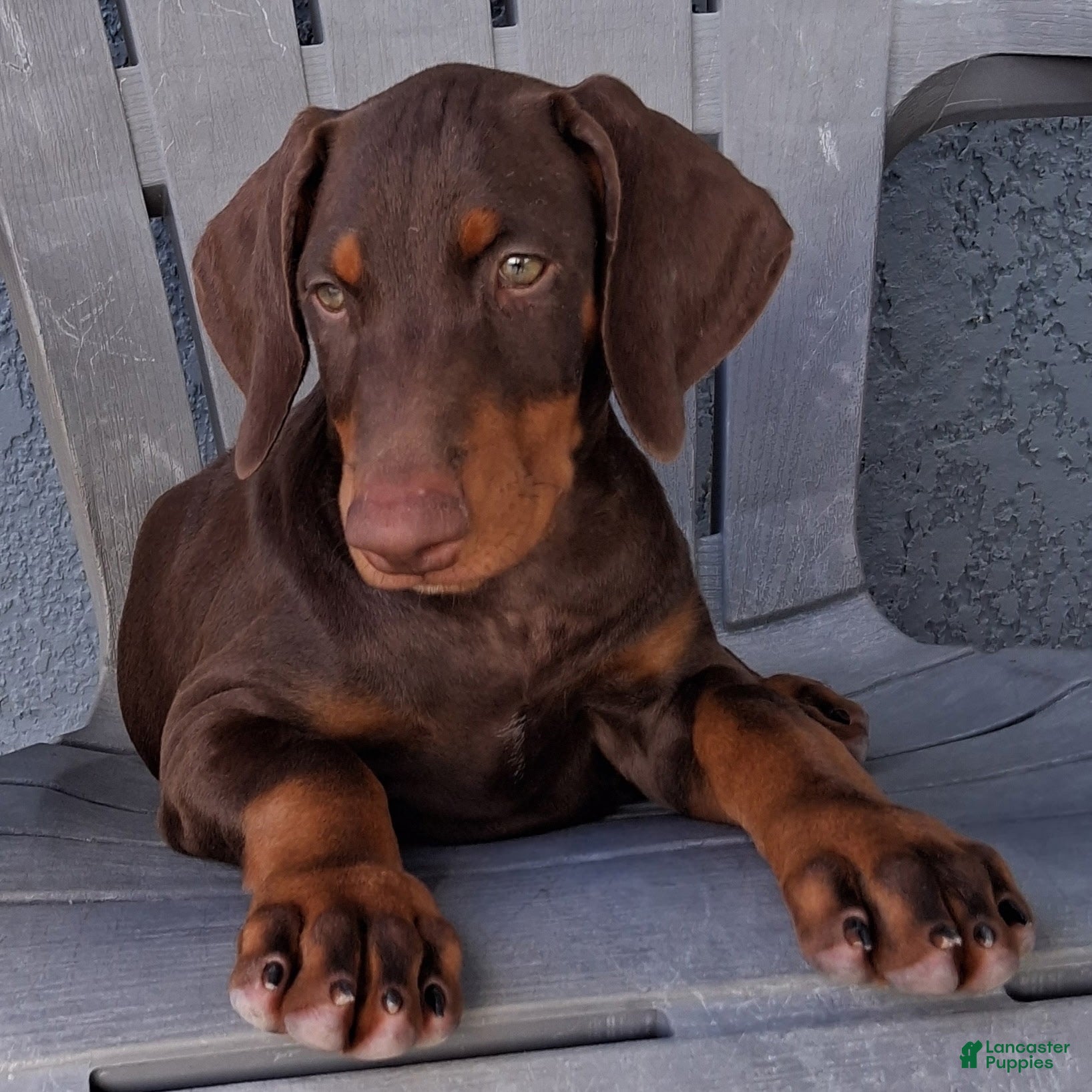 Doberman Pinscher dogs Doberman Pinscher Puppy 1 - Ad 2