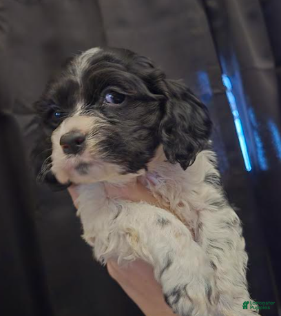 Cocker Spaniel dogs Bella - Ad 42