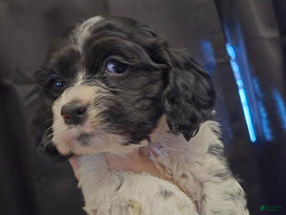 Cocker Spaniel dogs Bella - Ad 42