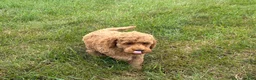 Cockapoo dogs for sale: Terrance - Ad 5
