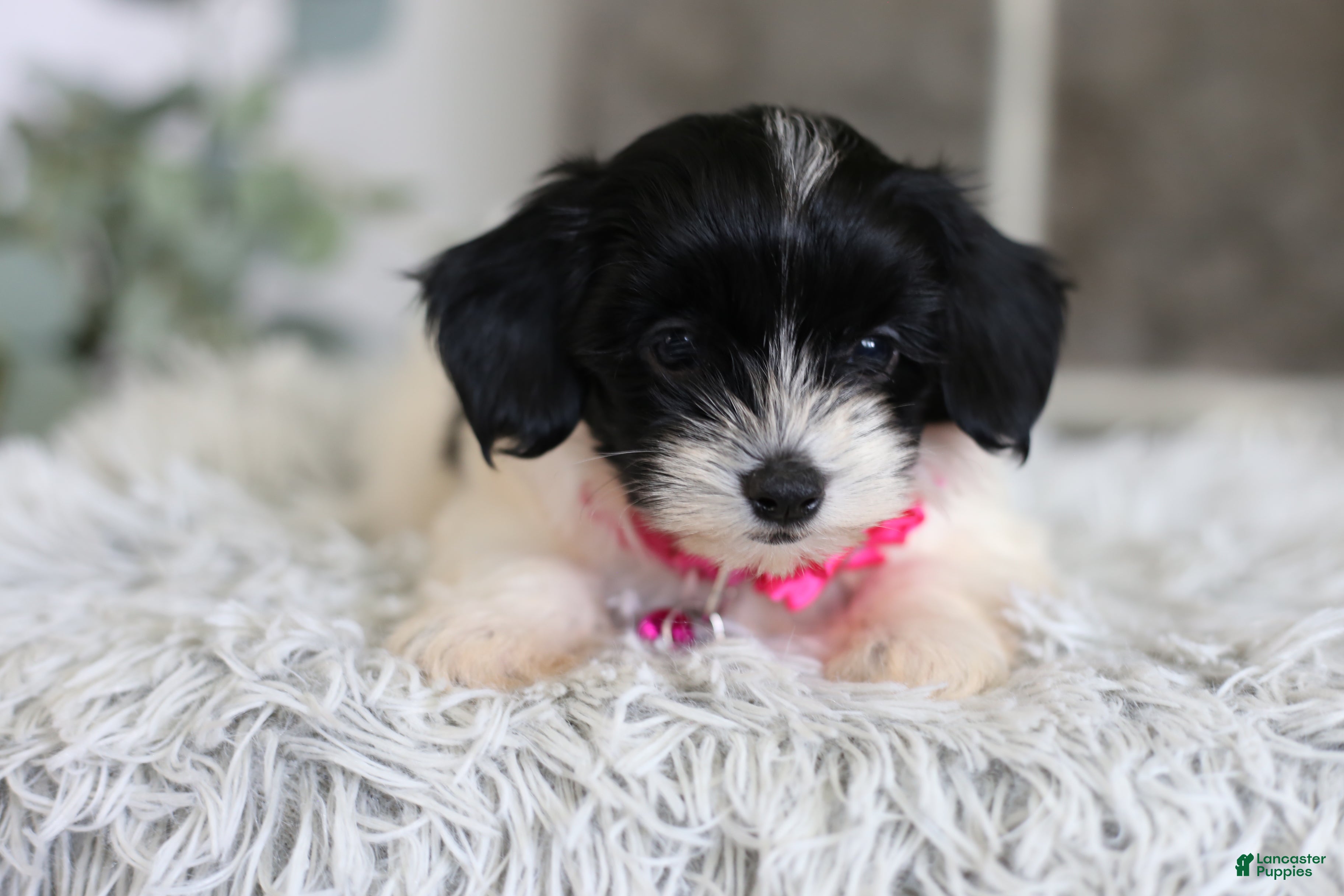 Maltipoo dogs Penelope - Ad 2
