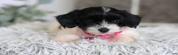 Maltipoo dogs for sale: Penelope - Ad 2