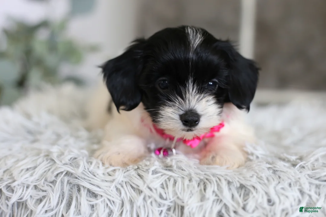 Maltipoo dogs for sale: Penelope - Ad 2